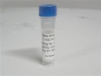 Beta-Amyloid (1-42), Mensch